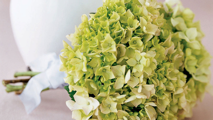 Grow a bouquet of hydrangeas