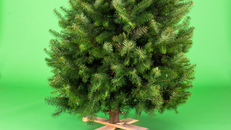 The Best Living Christmas Trees for a Festive Holiday