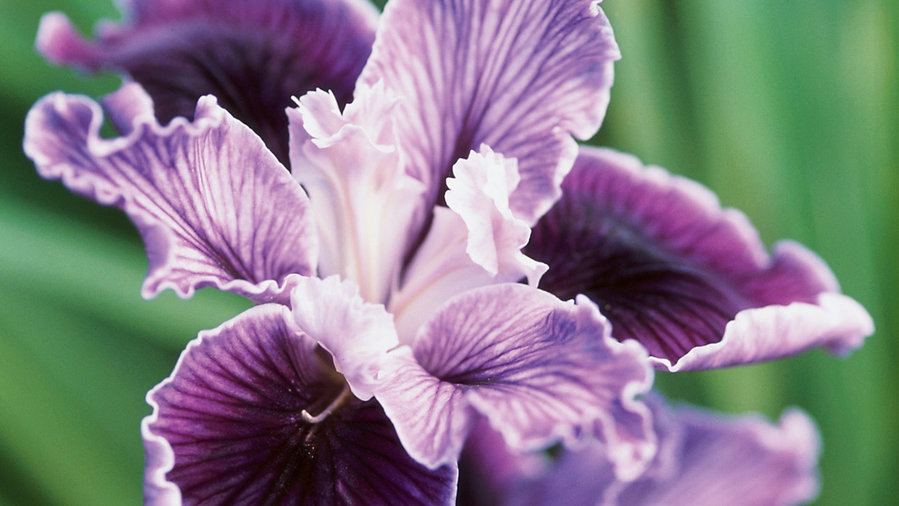 10 Lovely Irises
