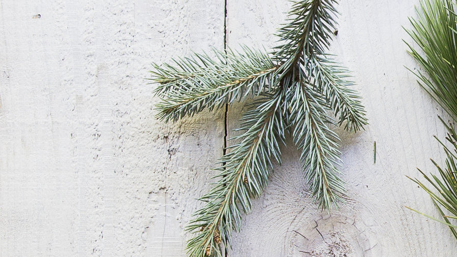 The Best Living Christmas Trees for a Festive Holiday Season Sunset