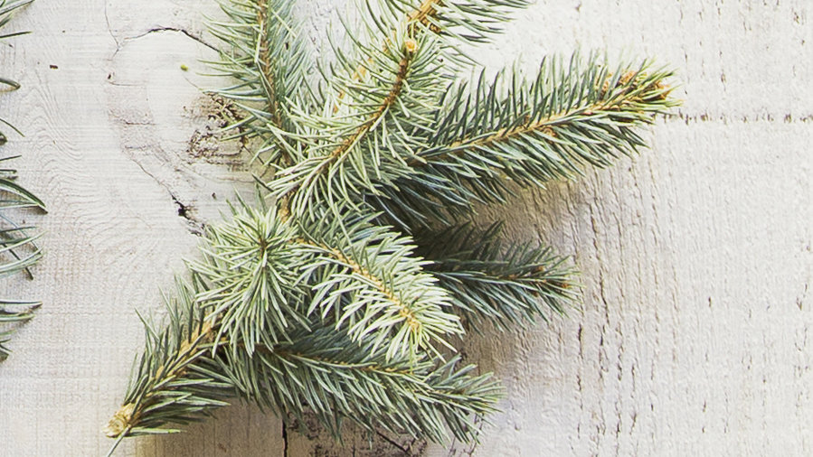 The Best Living Christmas Trees for a Festive Holiday Season Sunset