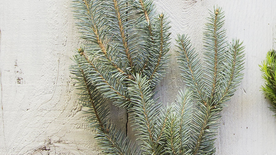 The Best Living Christmas Trees for a Festive Holiday Season Sunset