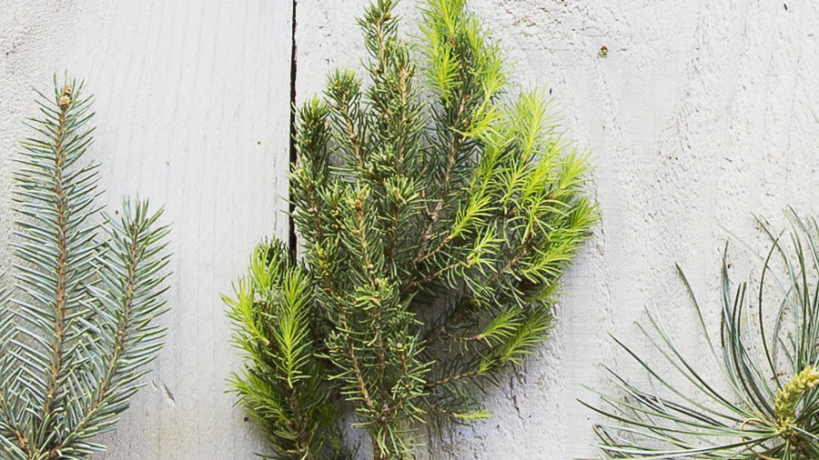 The Best Living Christmas Trees for a Festive Holiday Season Sunset