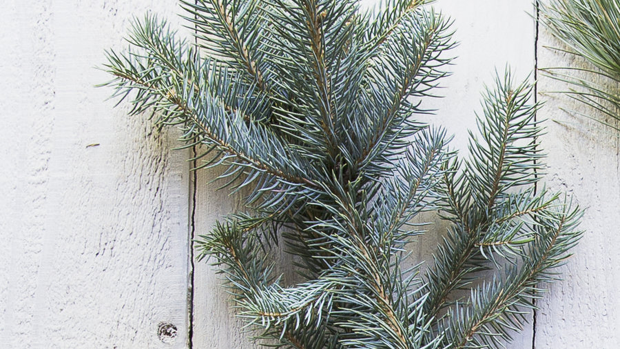 The Best Living Christmas Trees for a Festive Holiday Season Sunset