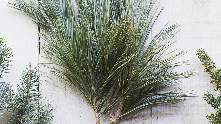 living christmas tree los angeles photo albums perfect living christmas tree los angeles photo albums perfect