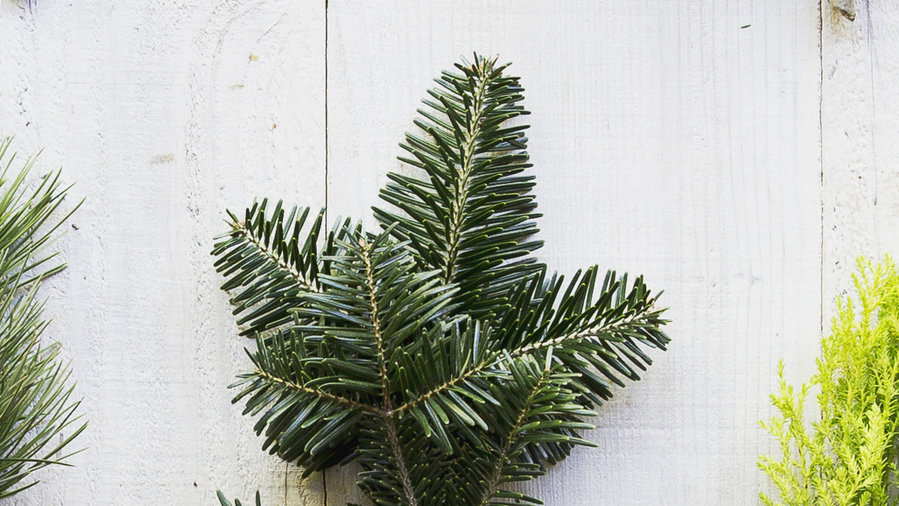 The Best Living Christmas Trees for a Festive Holiday Season Sunset