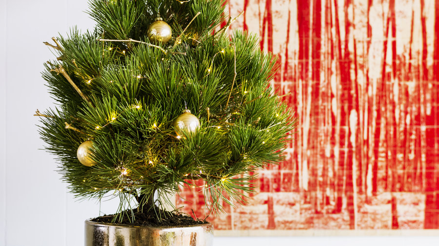 The Best Living Christmas Trees for a Festive Holiday Season Sunset