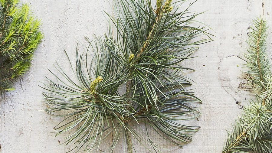 The Best Living Christmas Trees for a Festive Holiday Season Sunset