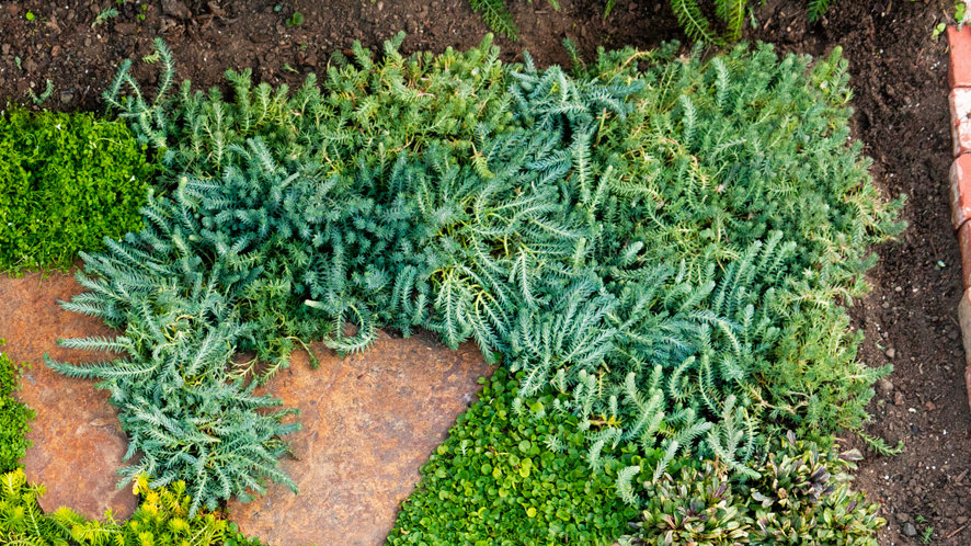 drought-tolerant groundcover