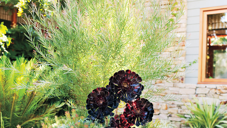 To Plant or Not to Plant? The Low-Down on Fabric Containers » Other »Holden  Forests & Gardens