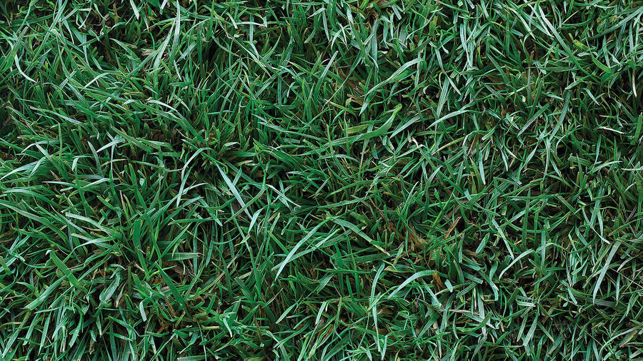 lawn or grass