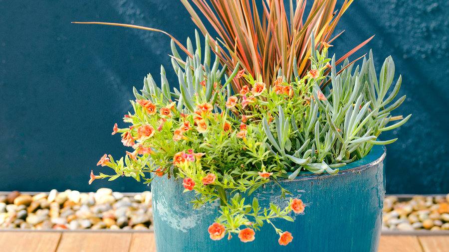 Drought Tolerant Container Plants Sunset - Sunset Magazine