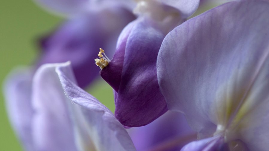 Supporting Wisteria Vines Sunset Magazine View and download for free this wisteria purple flowers macro wallpaper which comes in best available resolution of 1680x1050 in high quality. https www sunset com garden garden basics supporting wisteria vines