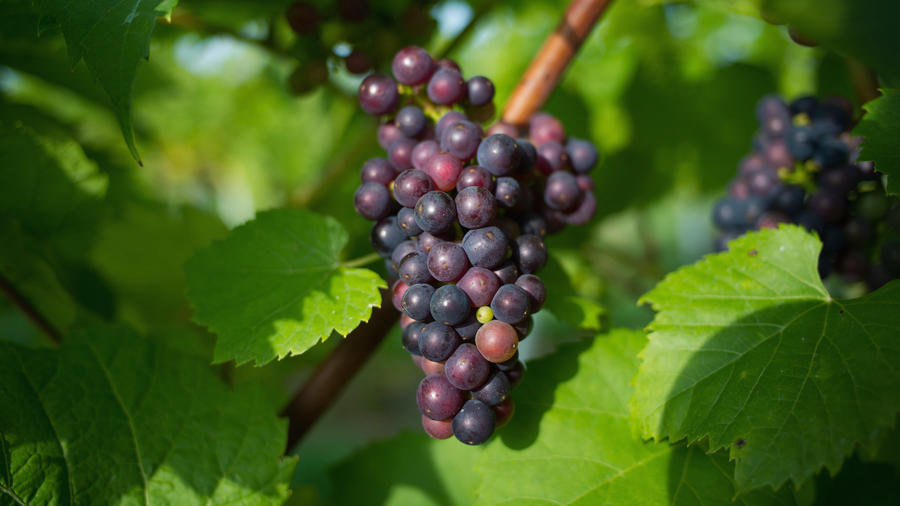 What to Do in Your Garden in July