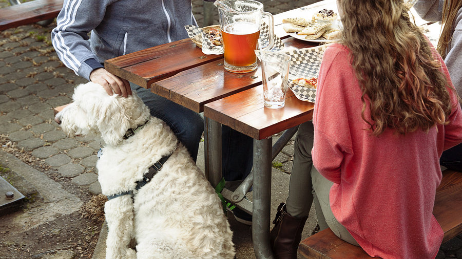 dog-friendly travel at lucky dog brewing