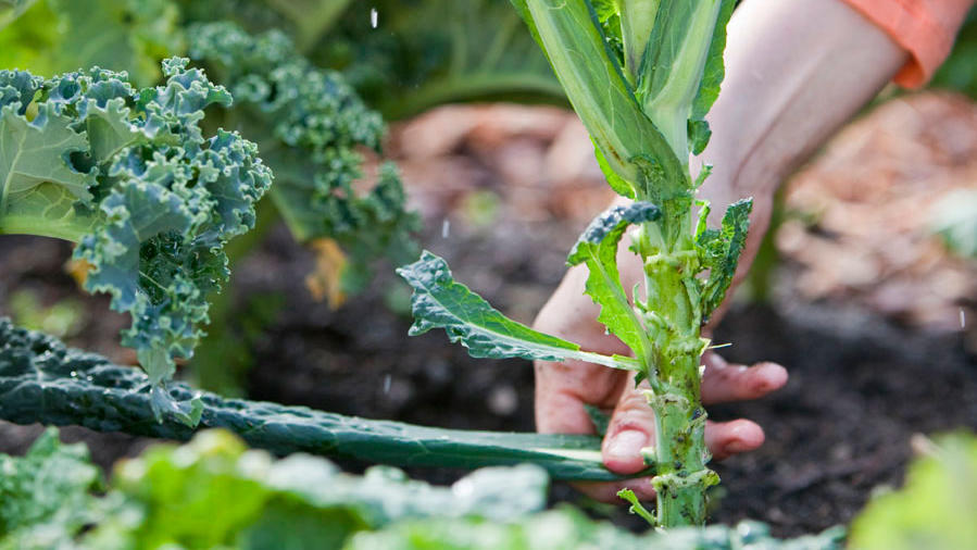 How to Grow Kale - Sunset Magazine
