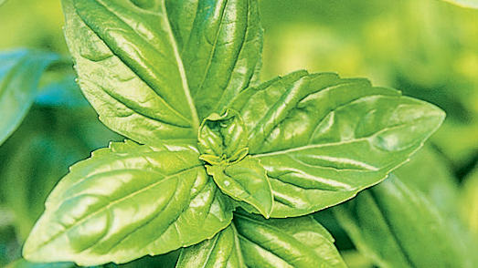Keeping the Fresh in Herbs