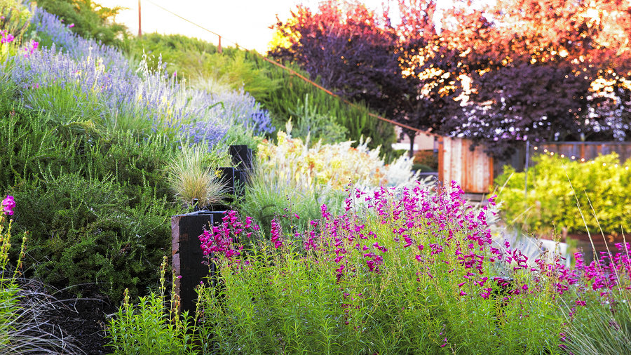 A Hillside Garden S Ingenious Design, Drought Tolerant Ground Cover For Slopes