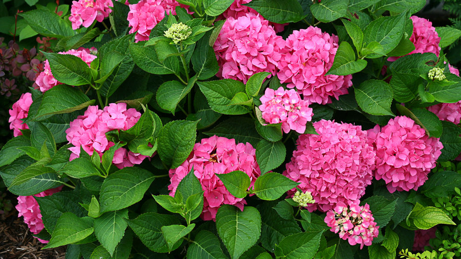 New shrubs from Proven Winners® ColorChoice®