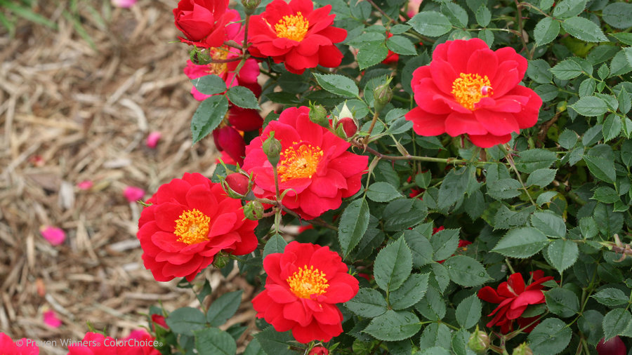 New shrubs from Proven Winners® ColorChoice®