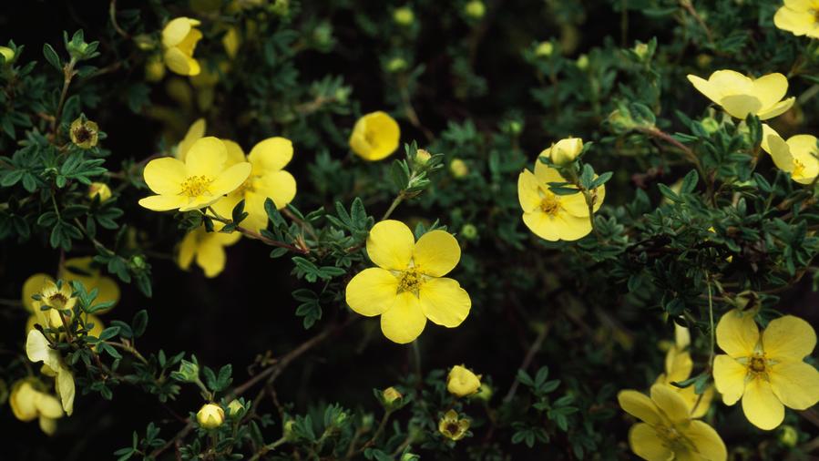 Cinquefoil Potentilla Fruticosa Sunset Magazine