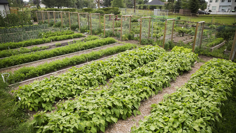 Great Tips to Start a Community Garden