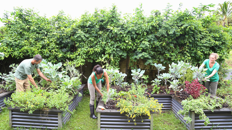 Great Tips To Start A Community Garden, Community Garden Designs