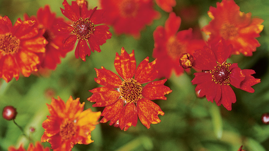 Rocky Mountain: Flowerful meadow