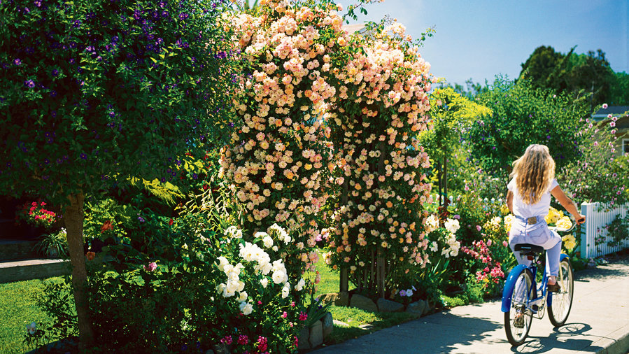 cottage garden