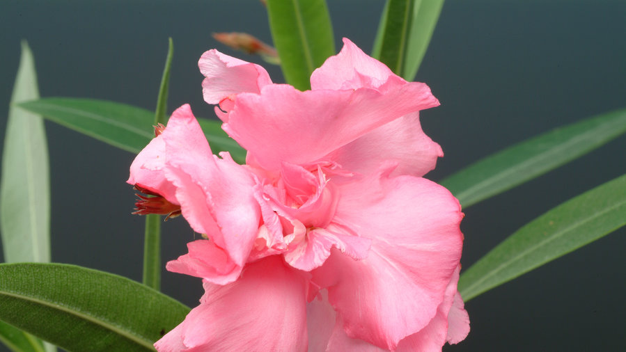 Dozens of WaterWise Plants That Go Way Beyond Succulents Sunset