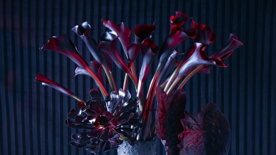 Top Freaky Carnivorous Plants Sunset Magazine