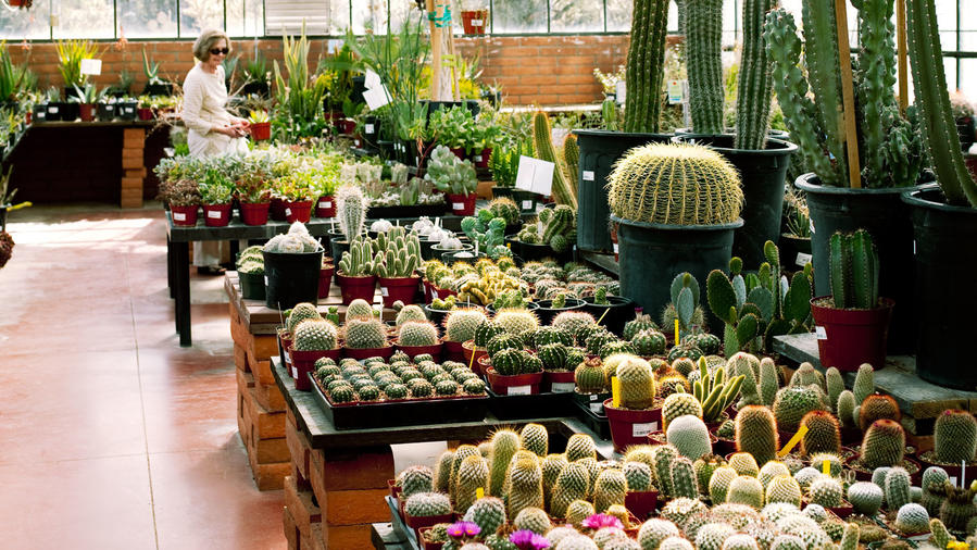 One Perfect Day at the Tucson Botanical Garden