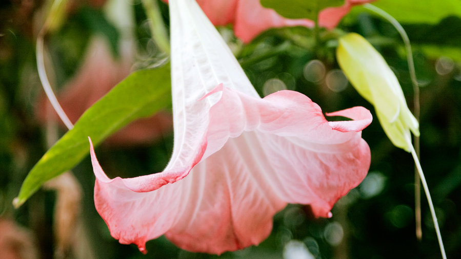 planting-inner-sanctum-gems