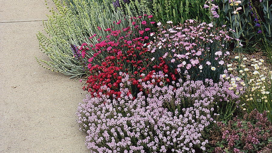 Gardening in the Parkway Strip