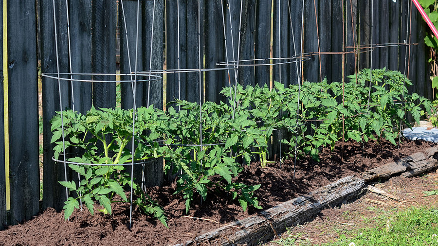 How to Grow Tomatoes The Only Guide You'll Ever Need Sunset Sunset