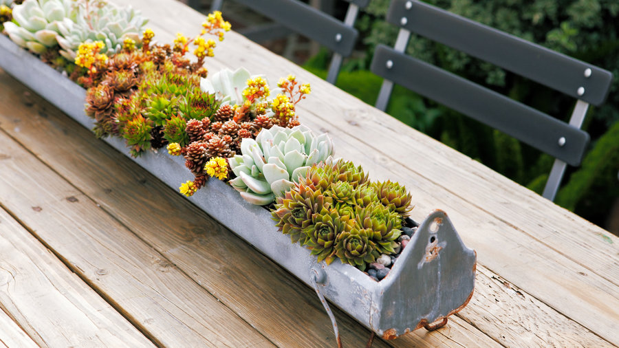 Image of Container planter box with succulents