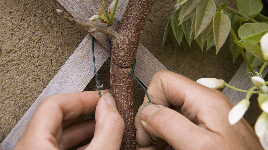 Training And Pruning Vines Sunset Magazine
