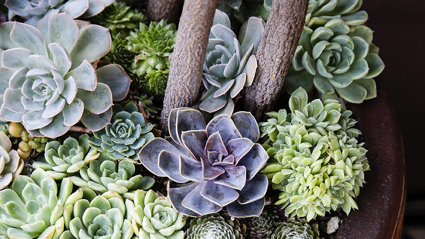 succulents in pots