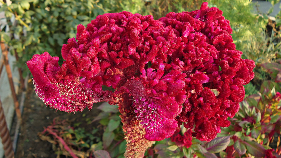 celosia-celosia-cristata