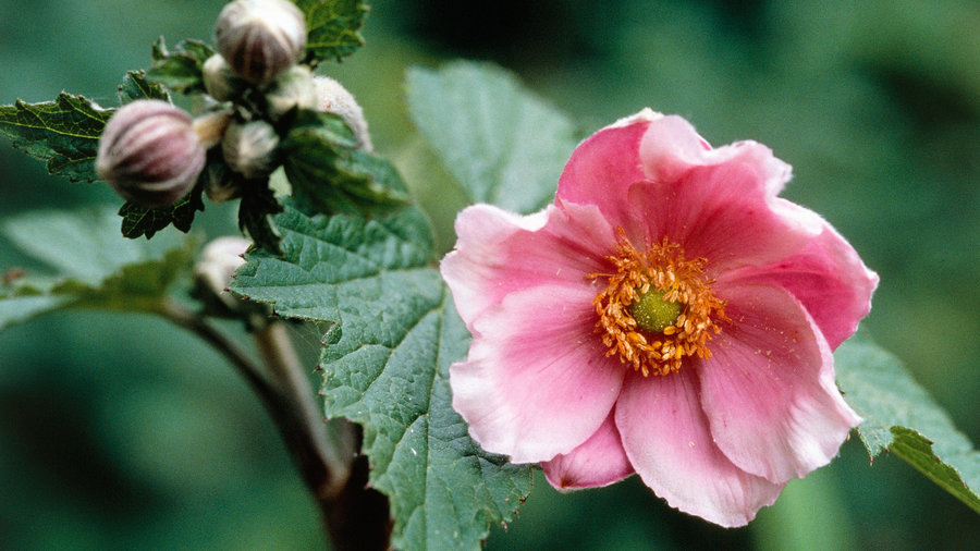 Japanese anemone (<i>Anemone hybrida</i>)