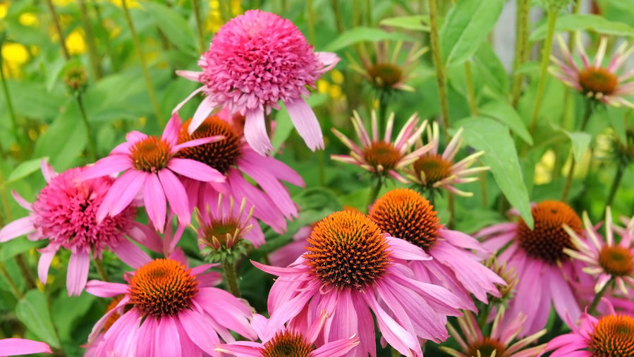10 Show-Stopping Fall Flowers for Pots - Sunset Magazine