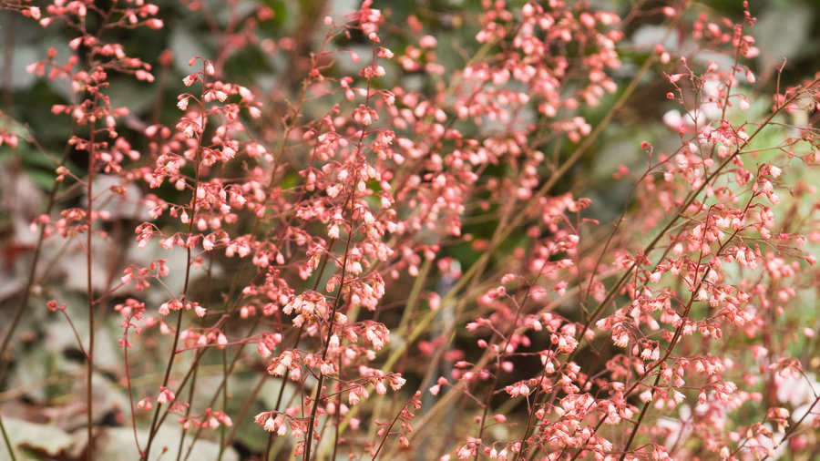 heuchera-heuchera-hybrida