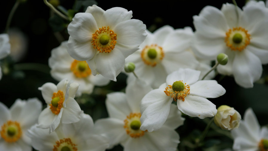japanese-anemone-anemone-x-hybrida