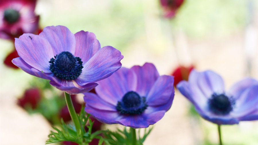 poppy-flowered-anemone-a-coronaria