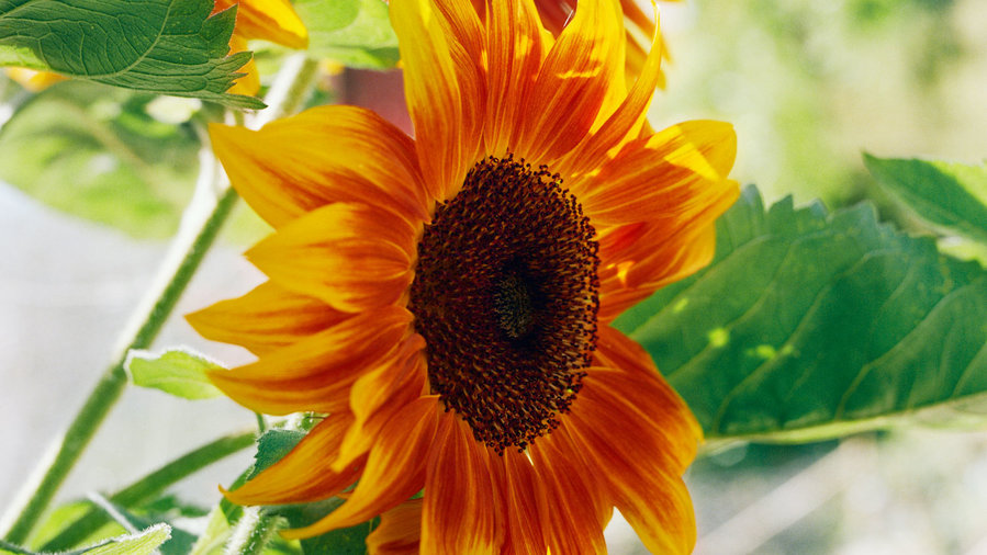 sunflowers-helianthus-annuus