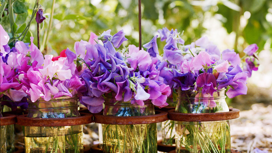 sweet-peaslathyrus-odoratus