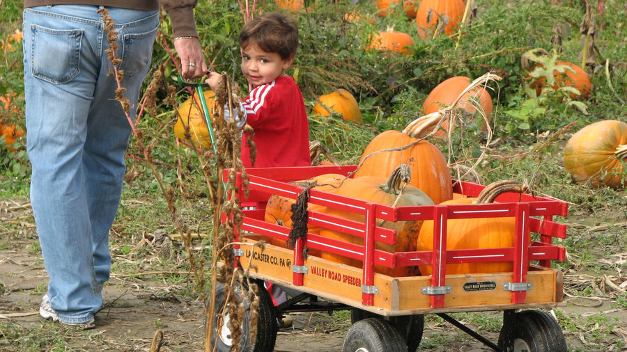 dixon pumpkin patch