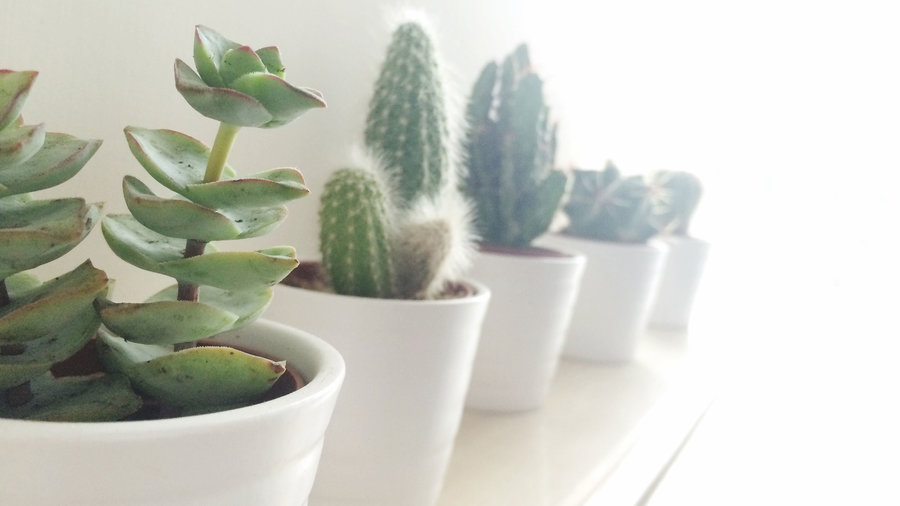 10 Succulents That Thrive Indoors