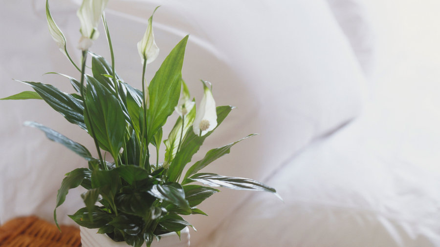 These Easy Houseplants Clean Your Indoor Air While They Grow