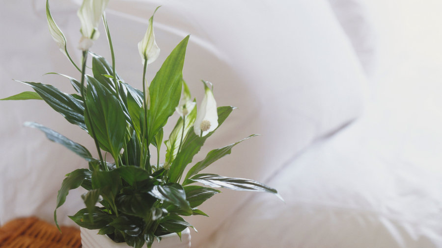 10 Easy Houseplants to Clean the Air and Boost Your Mood